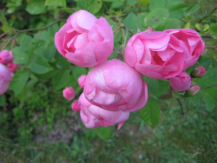 Raubritter.jpg - RAUBRITTER (Kordes 1936).
En buske som blir dubbelt så bred som hög med mörkgrönt bladverk. Små bollformade halvfyllda till  fyllda, rosa blommor i stora klasar och som blommar länge . Svag doft. Upkallad efter Raub Ritter, Fritz de Sickingen. Storlek: 1.5x2.5m. Zon IV.